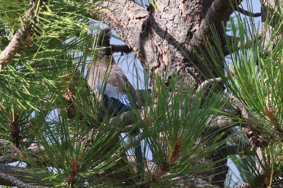 Steller's Jay - ML639719131