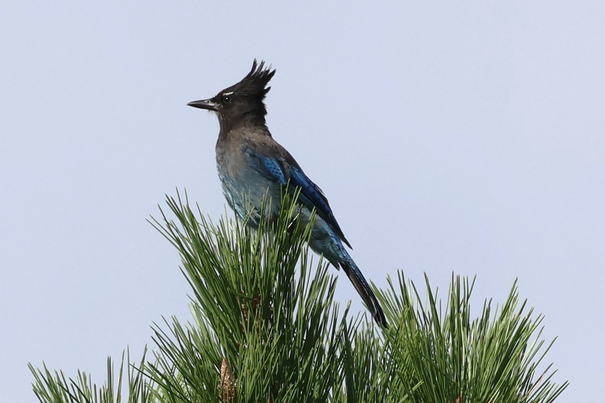 Steller's Jay - ML639719132
