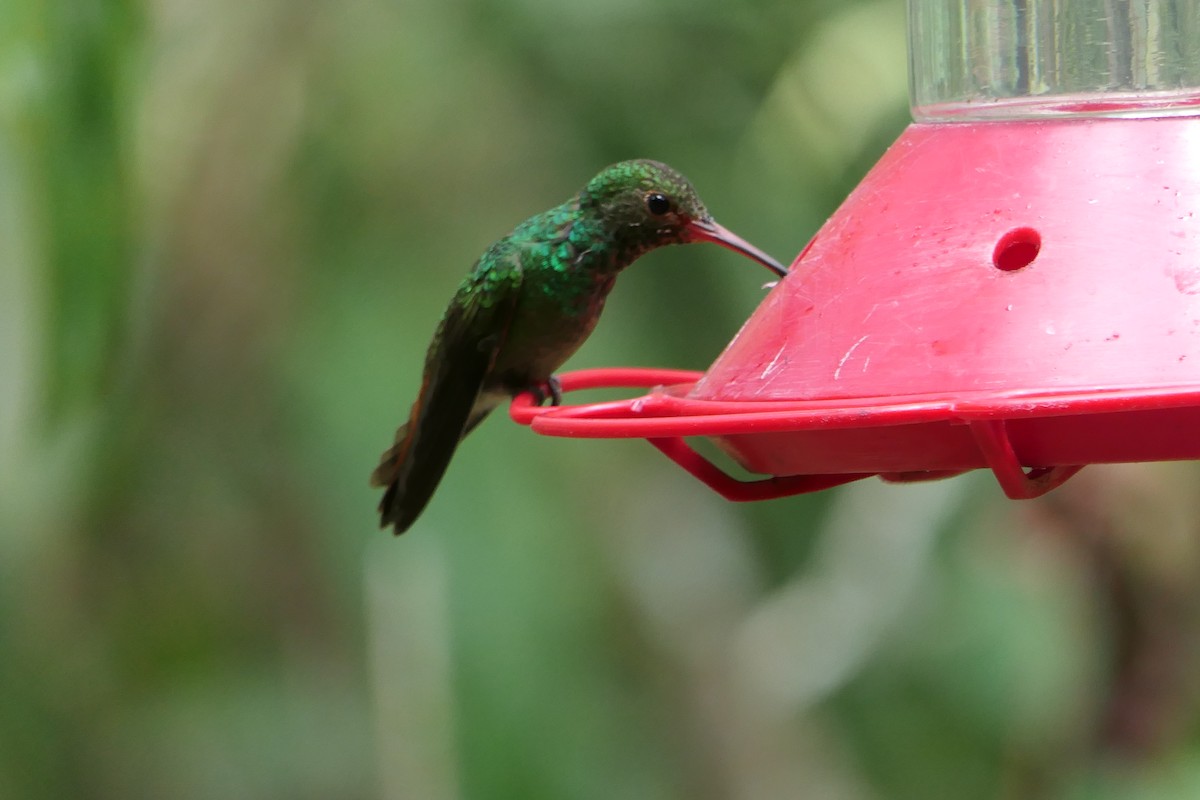 Ariane à ventre gris (groupe tzacatl) - ML639719140