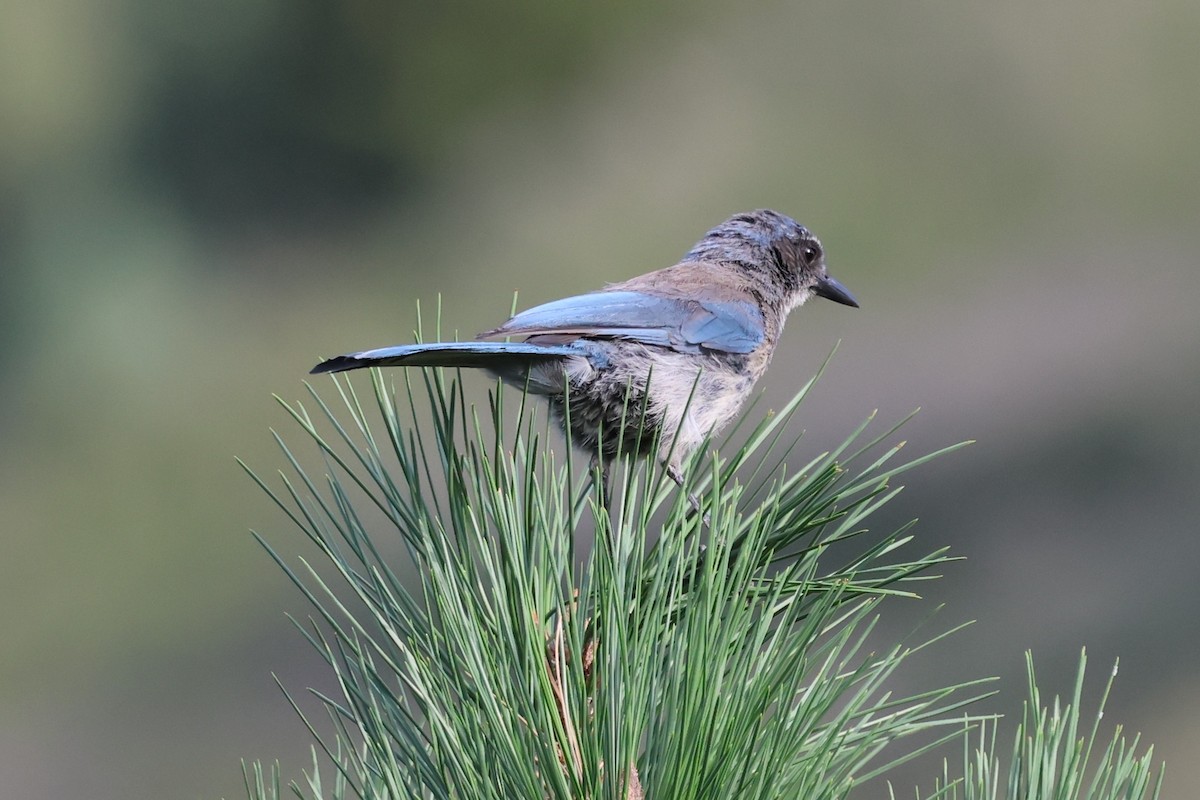 Woodhouse's Scrub-Jay - ML639719142