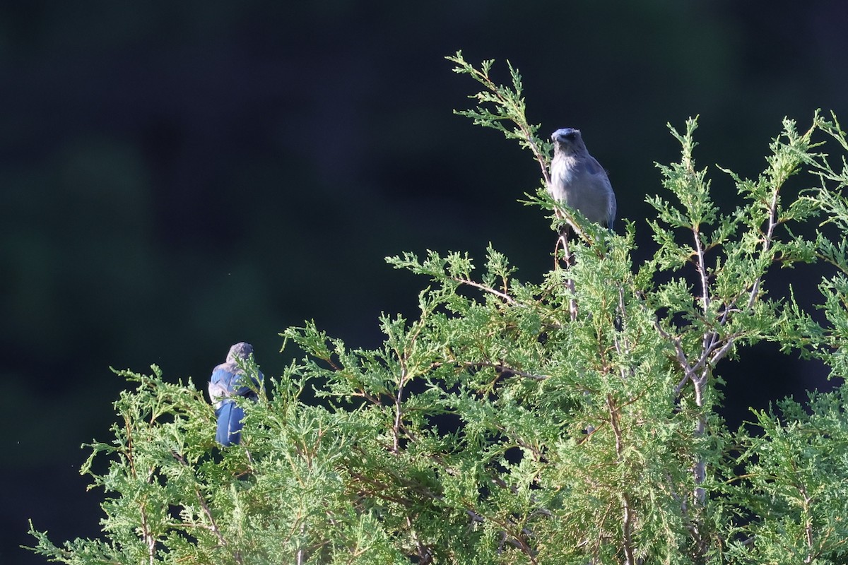 Woodhouse's Scrub-Jay - ML639719143
