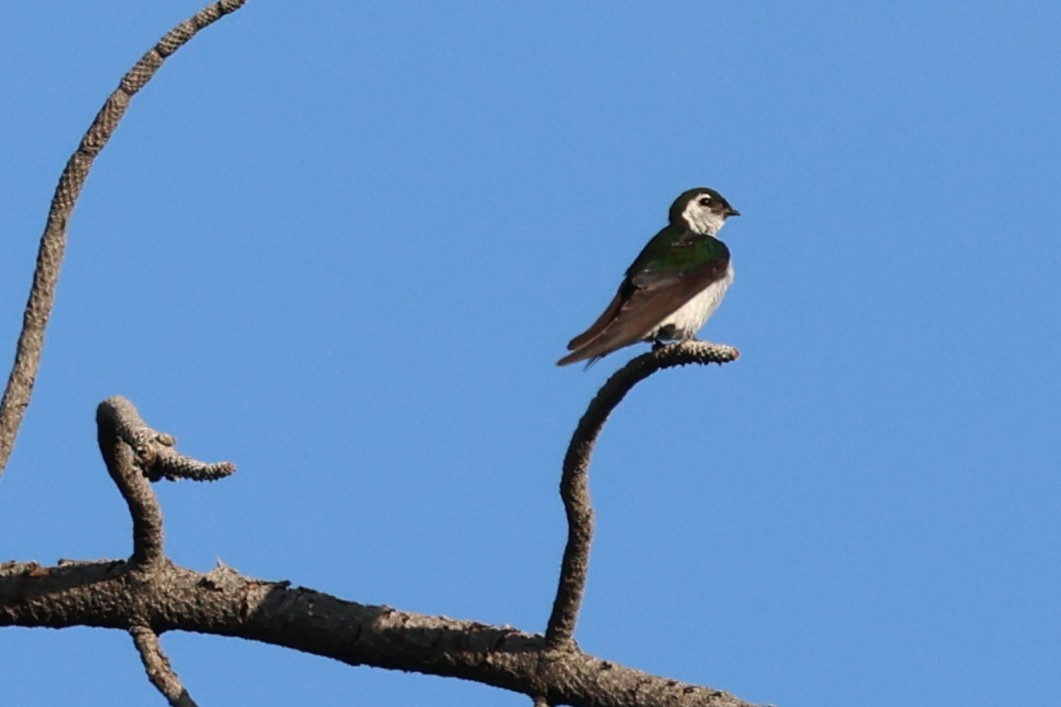 Violet-green Swallow - ML639719154
