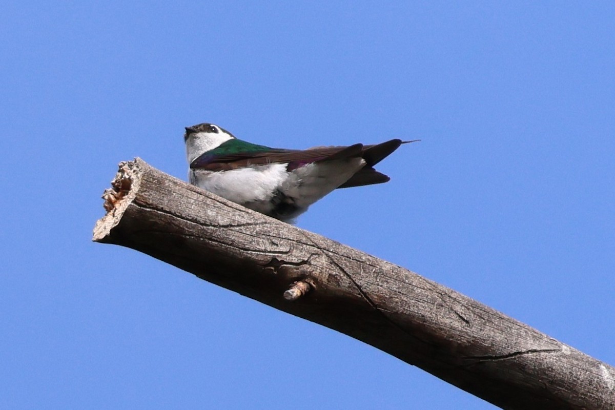 Violet-green Swallow - ML639719155