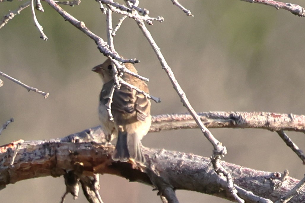 Lazuli Bunting - ML639719195