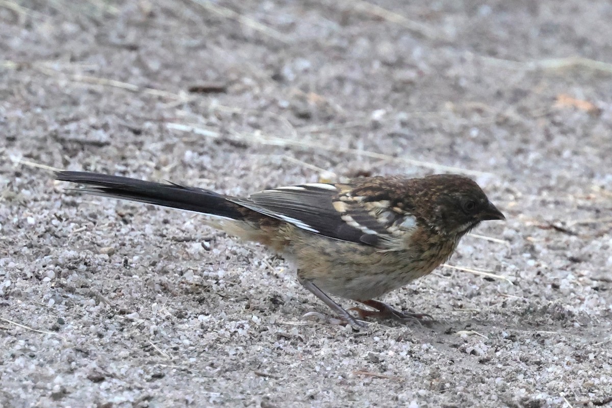 Spotted Towhee - ML639719207
