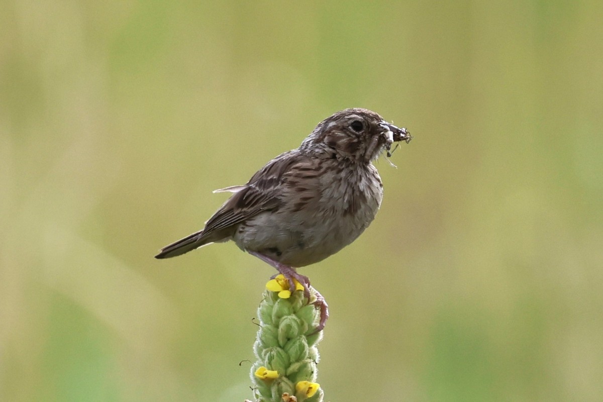 Vesper Sparrow - ML639719212