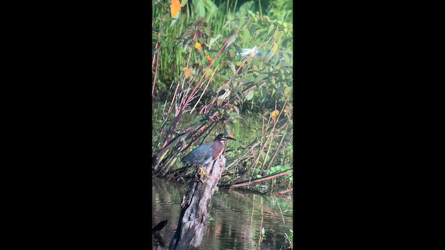 Green Heron - ML639719229