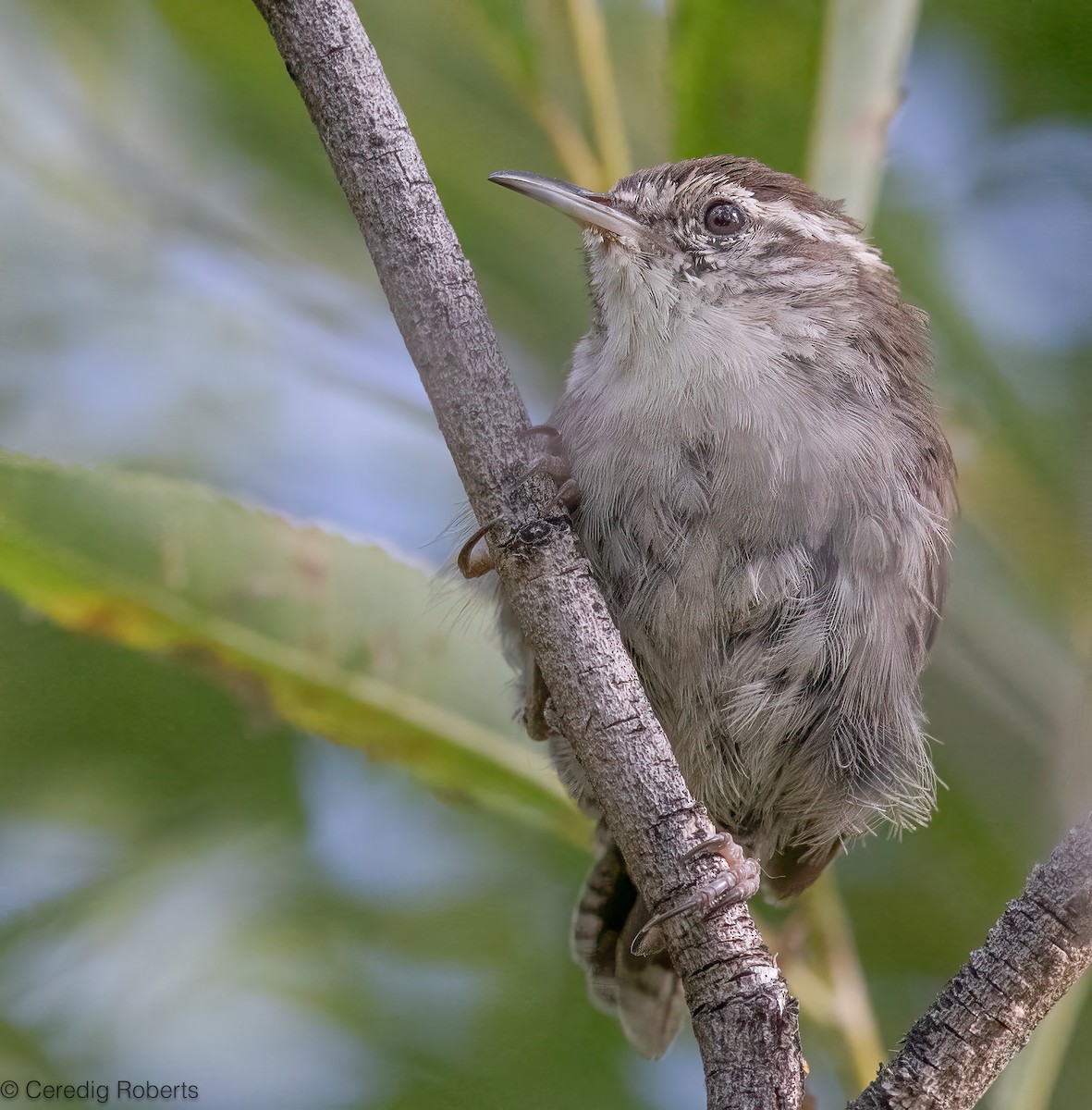 Bewick's Wren - ML639719265