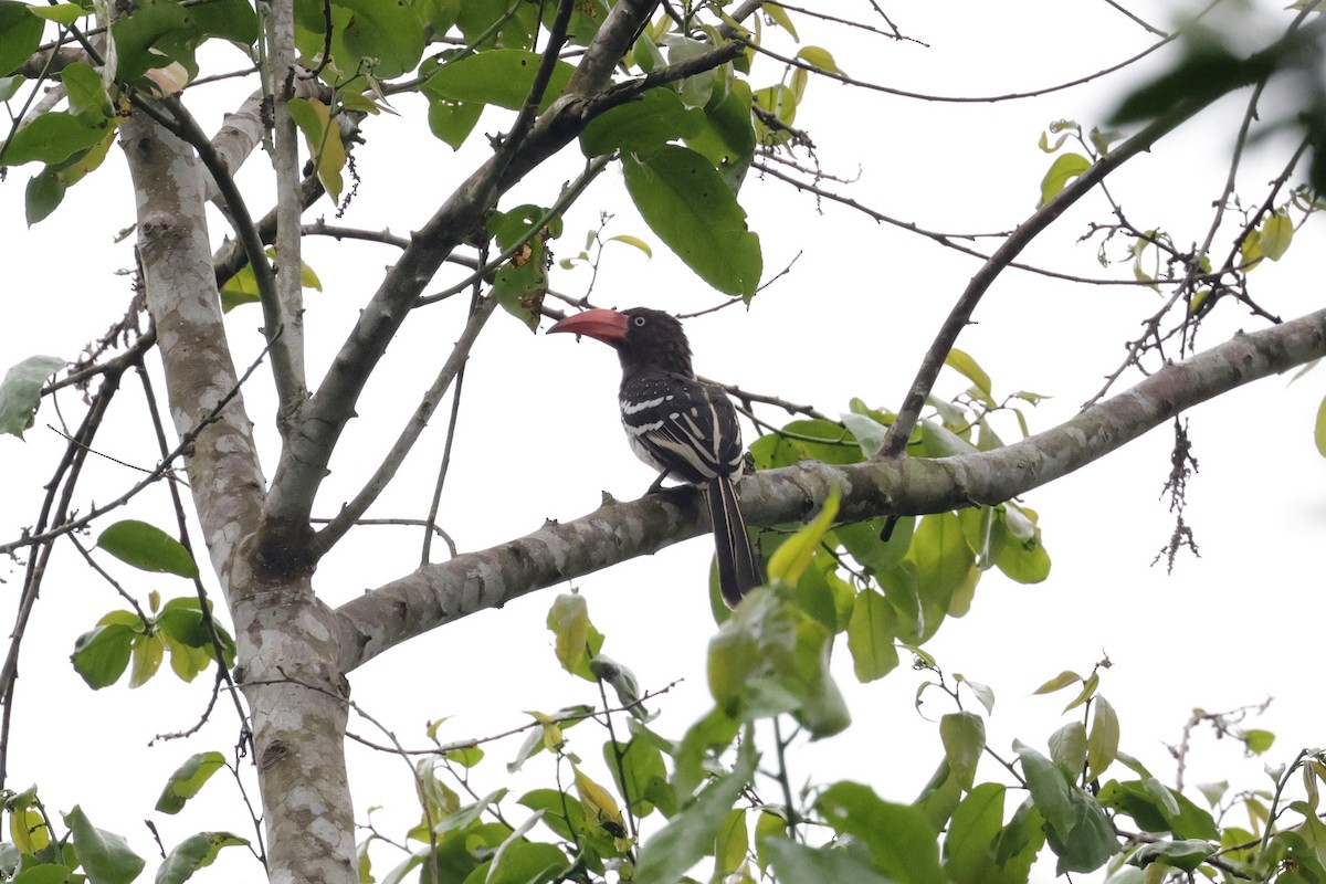 Red-billed Dwarf Hornbill - ML639719273
