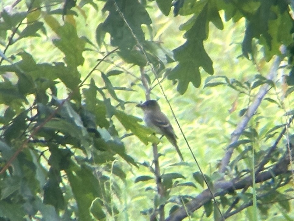 Willow Flycatcher - ML639719313