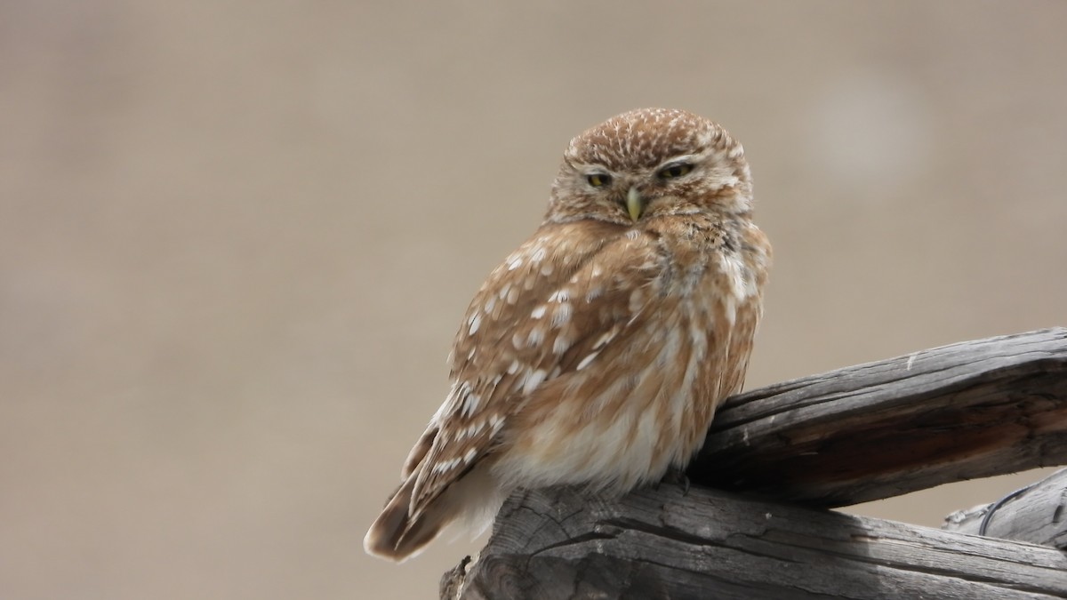 sýček obecný - ML639719379