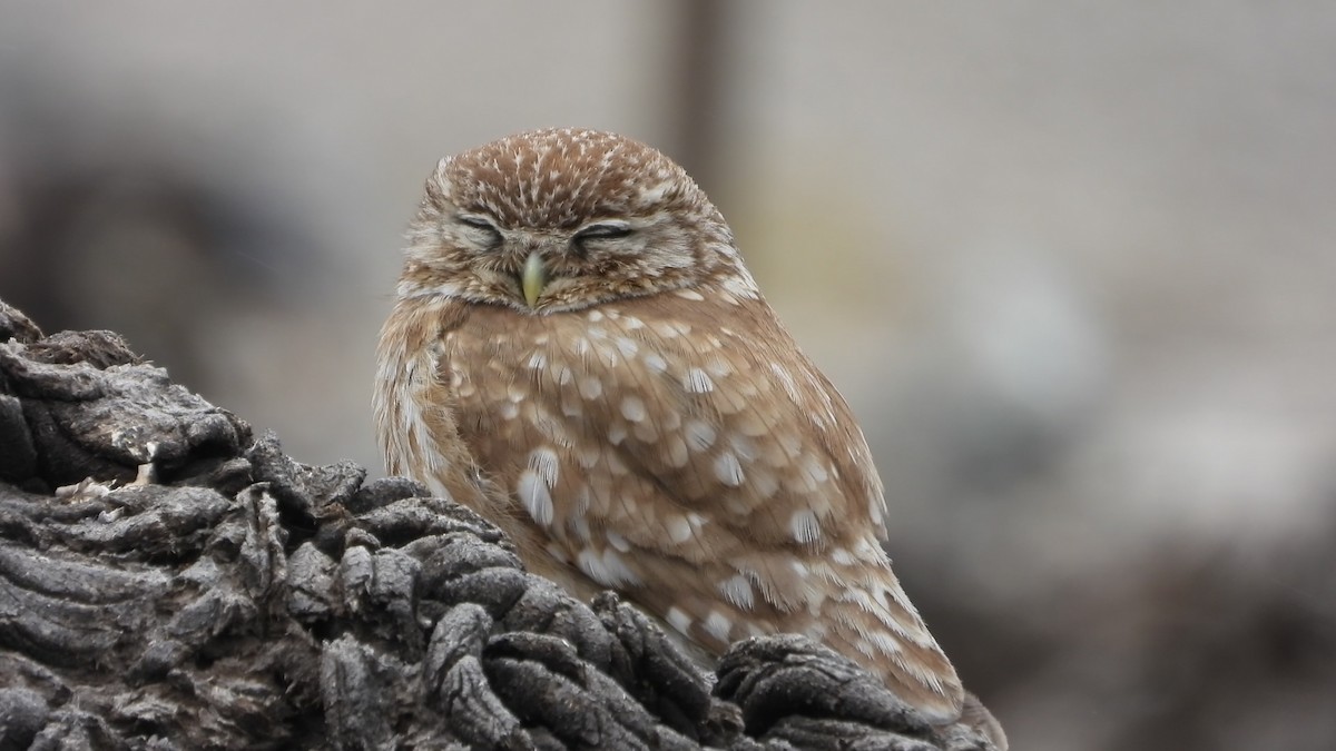 sýček obecný - ML639719388