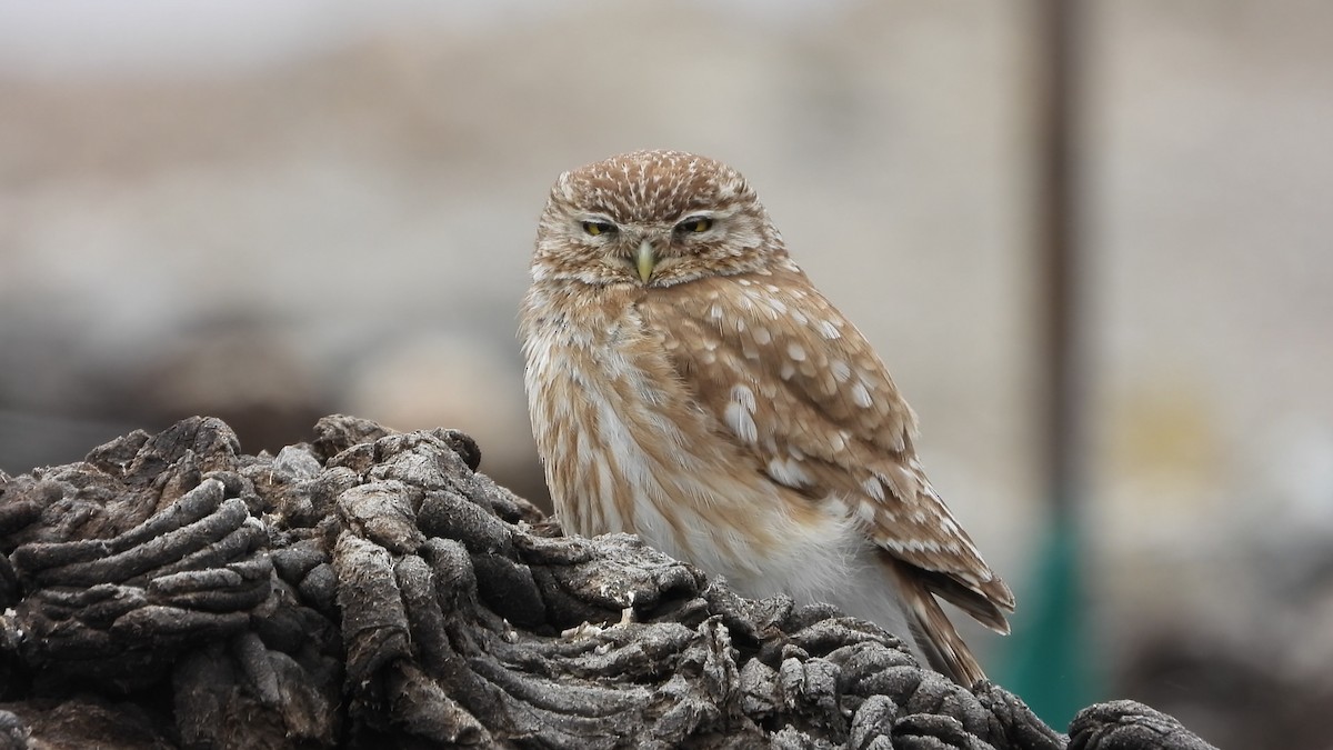 sýček obecný - ML639719395