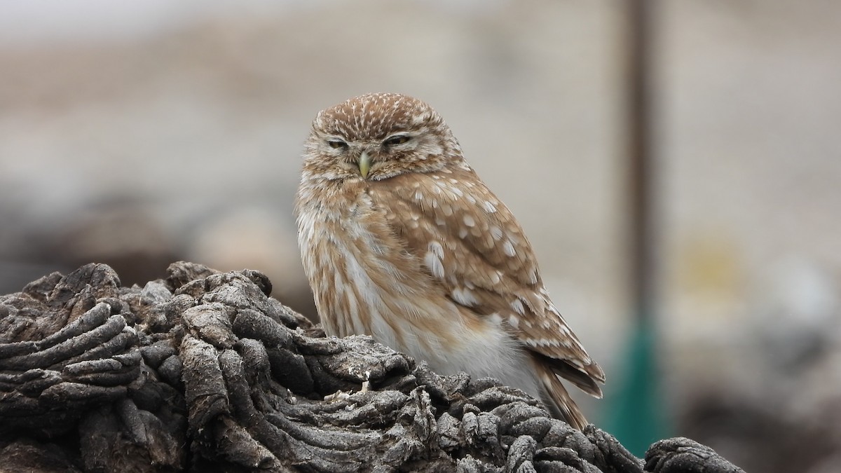 sýček obecný - ML639719396