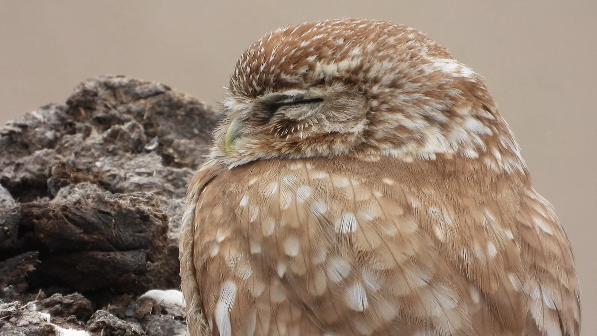 sýček obecný - ML639719397