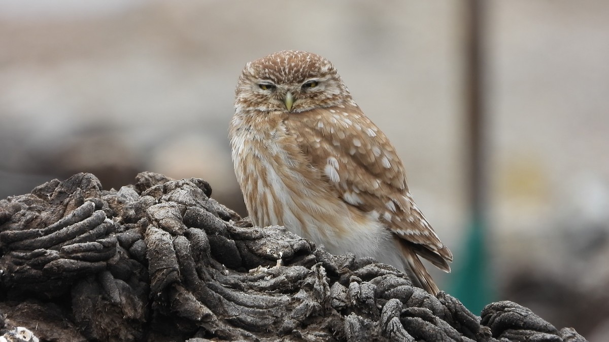 sýček obecný - ML639719398