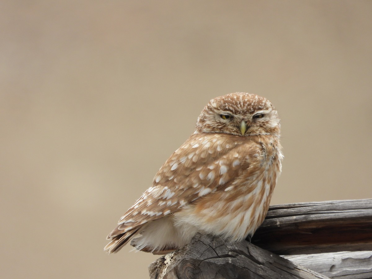 sýček obecný - ML639719401