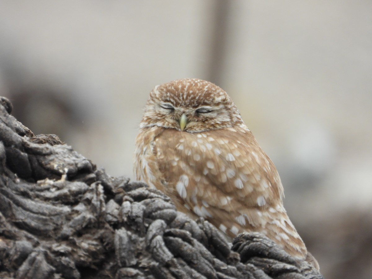 sýček obecný - ML639719403