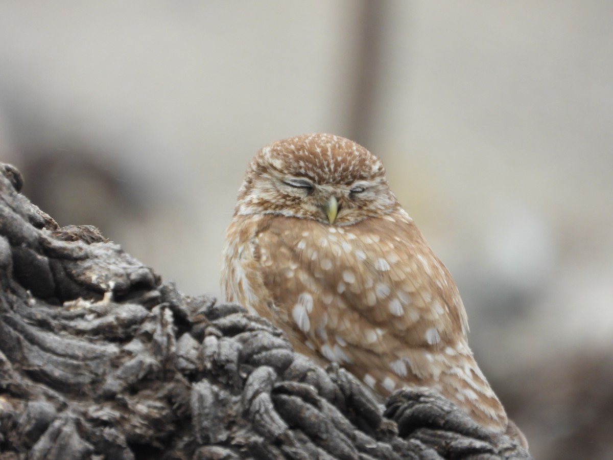 sýček obecný - ML639719404