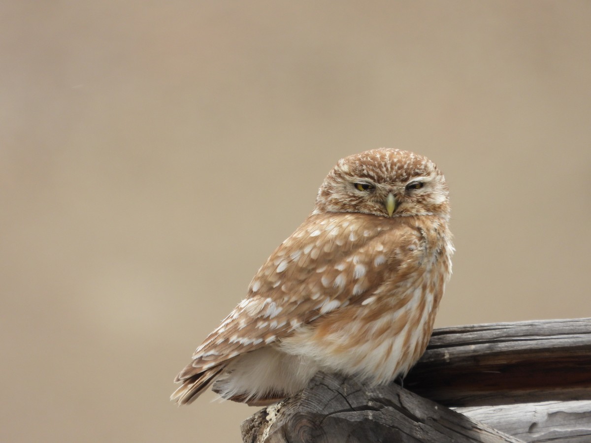 sýček obecný - ML639719405