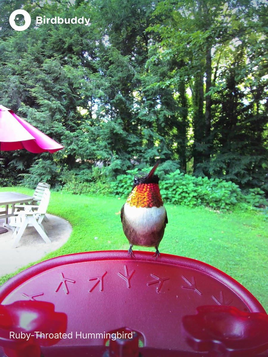 Ruby-throated Hummingbird - ML639719407