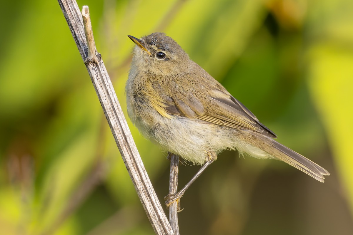 Common Chiffchaff - ML639719591