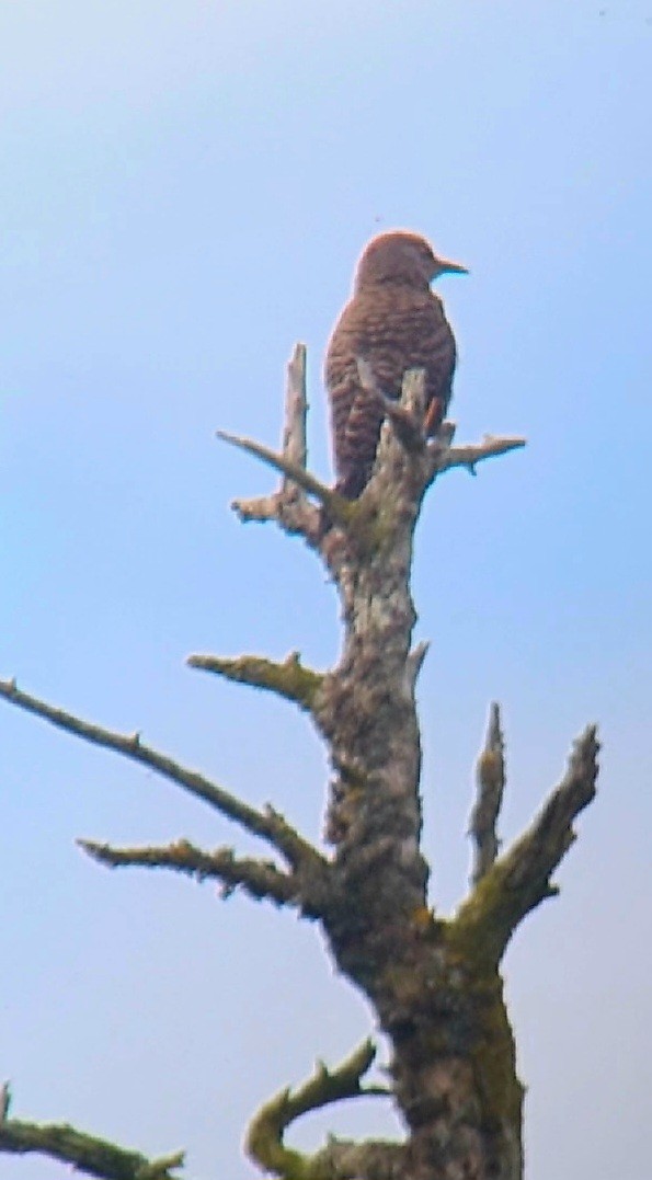 Northern Flicker - ML639719640