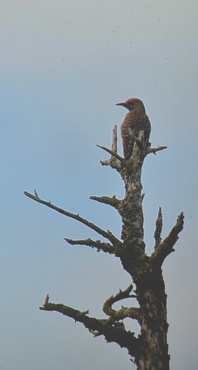 Northern Flicker - ML639719641