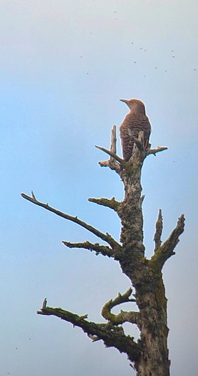 Northern Flicker - ML639719642