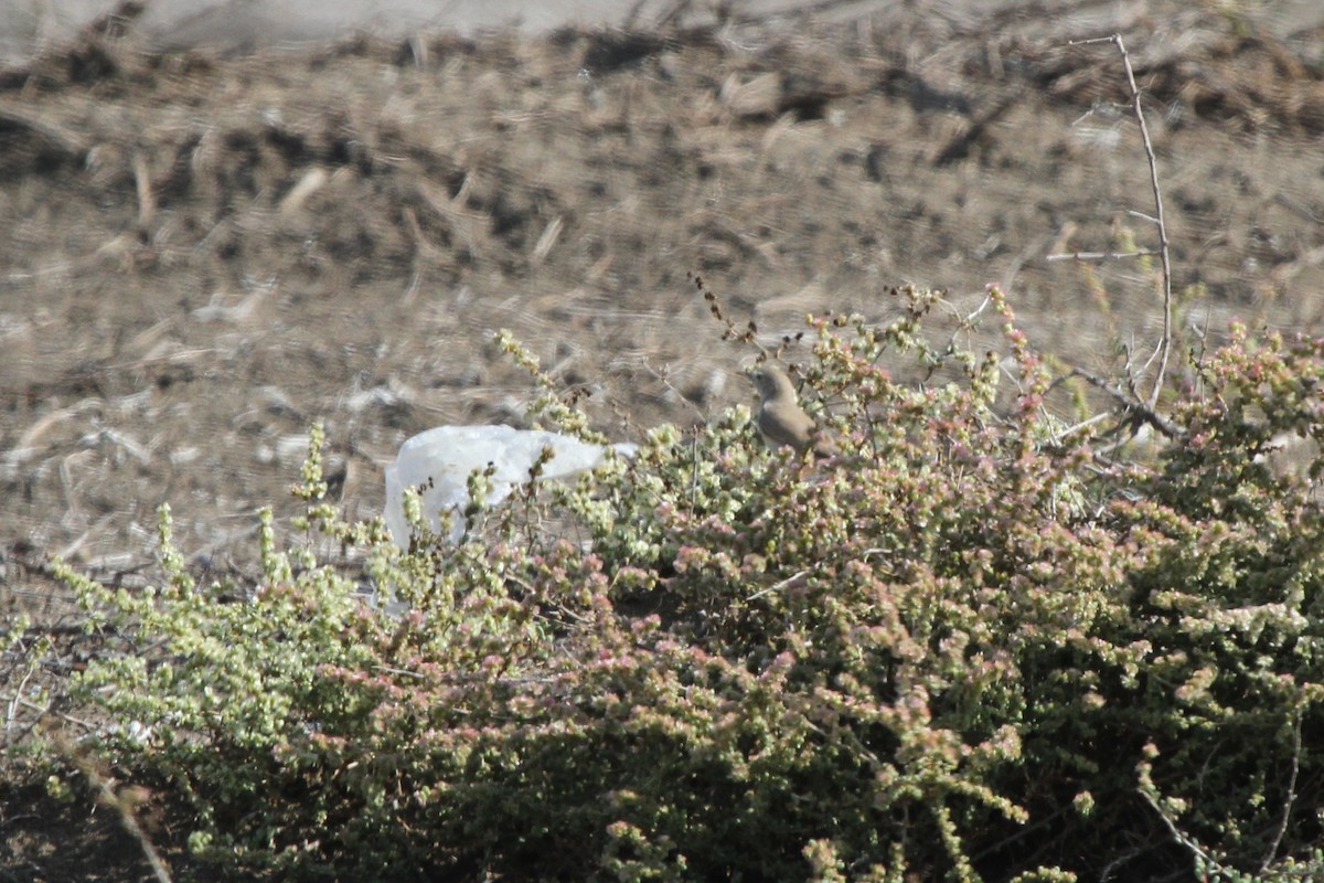 Asian Desert Warbler - ML639719655