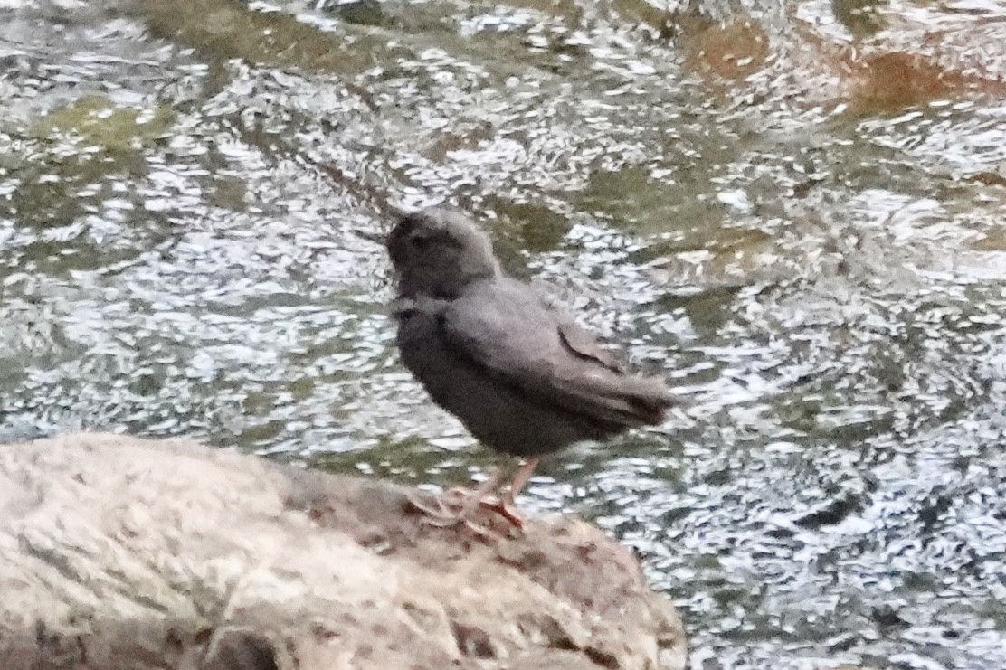 American Dipper - ML639719666