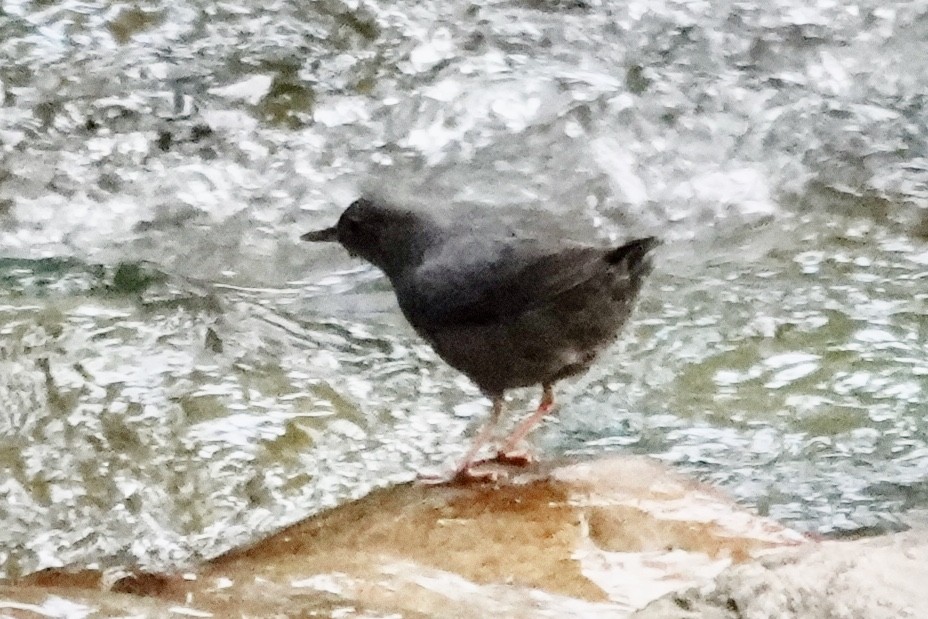 American Dipper - ML639719667