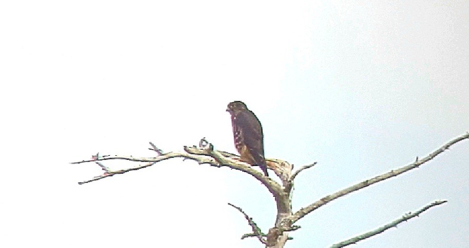Merlin - ML639719680
