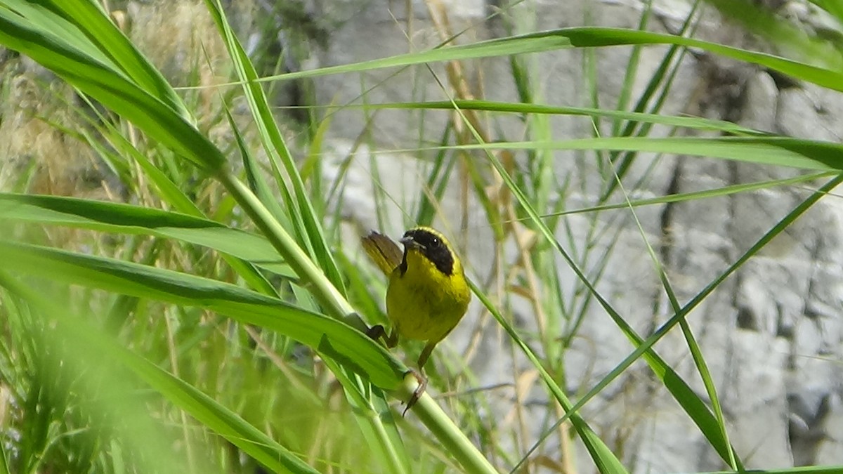 Belding's Yellowthroat - ML639719686
