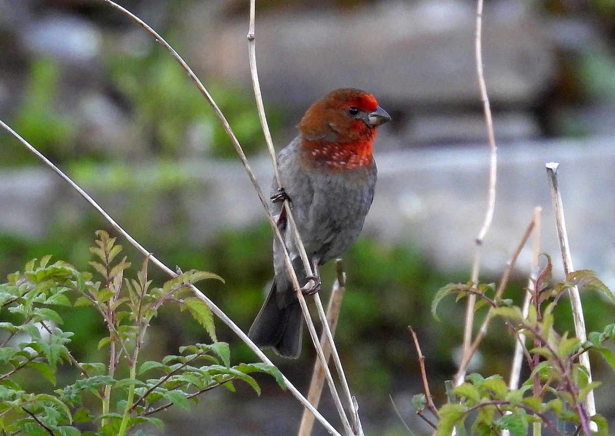 Crimson-browed Finch - ML639719695