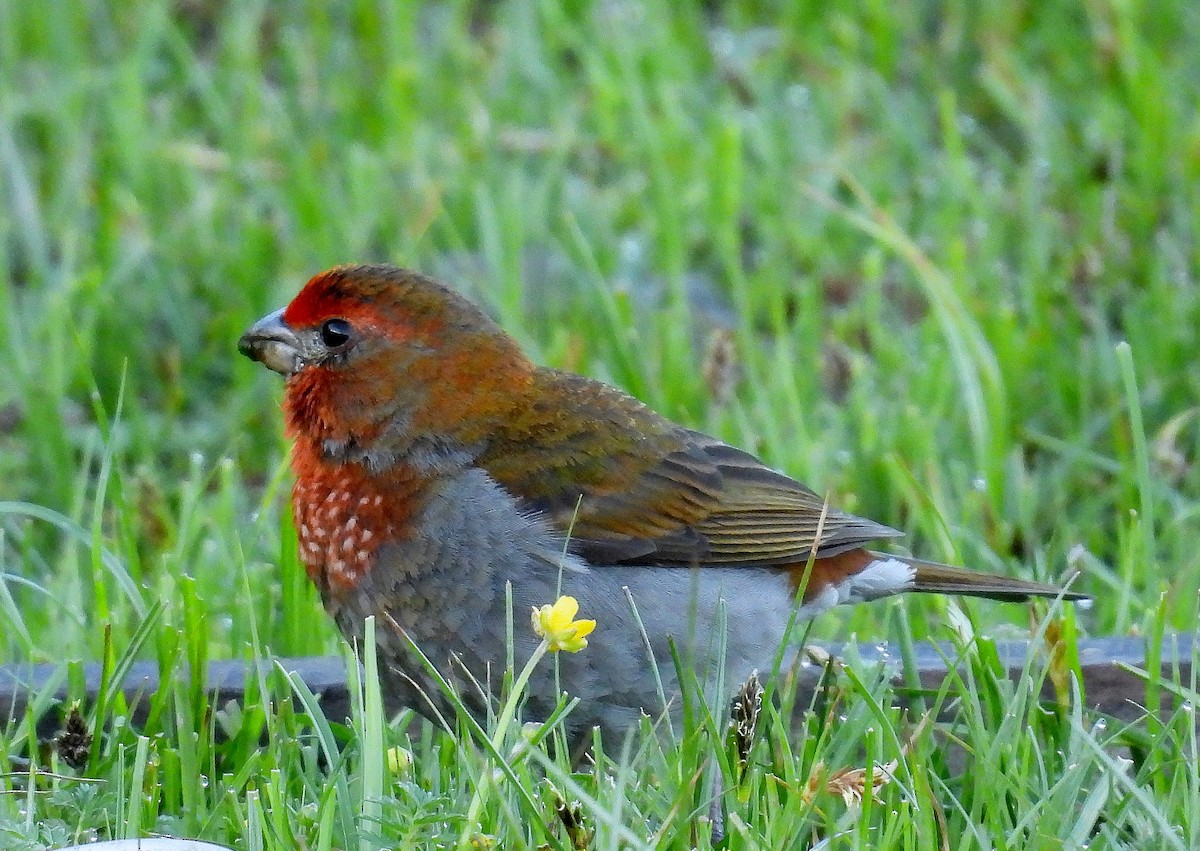 Crimson-browed Finch - ML639719696