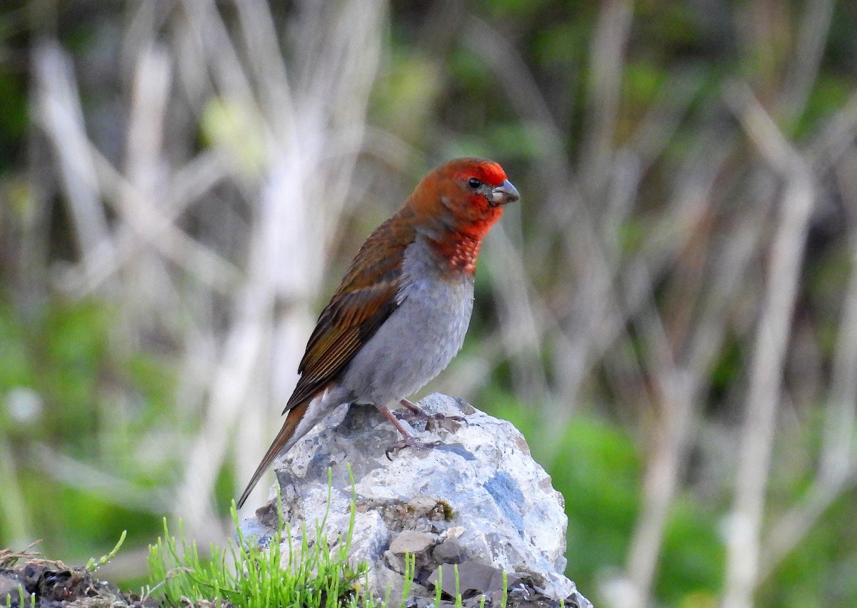 Crimson-browed Finch - ML639719703