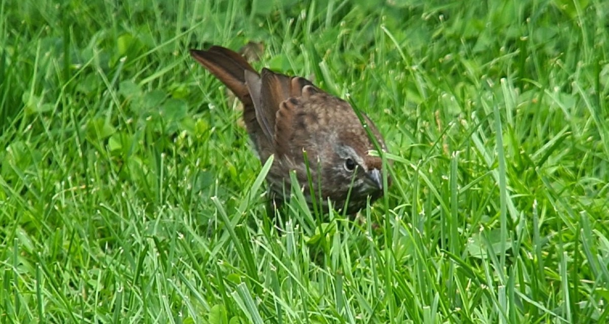 Song Sparrow - ML639719713