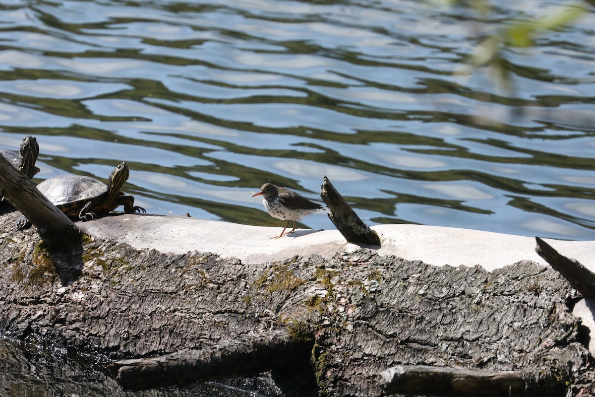 Spotted Sandpiper - ML639719729