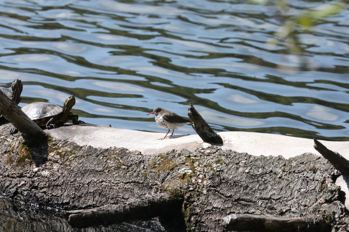 Spotted Sandpiper - ML639719730