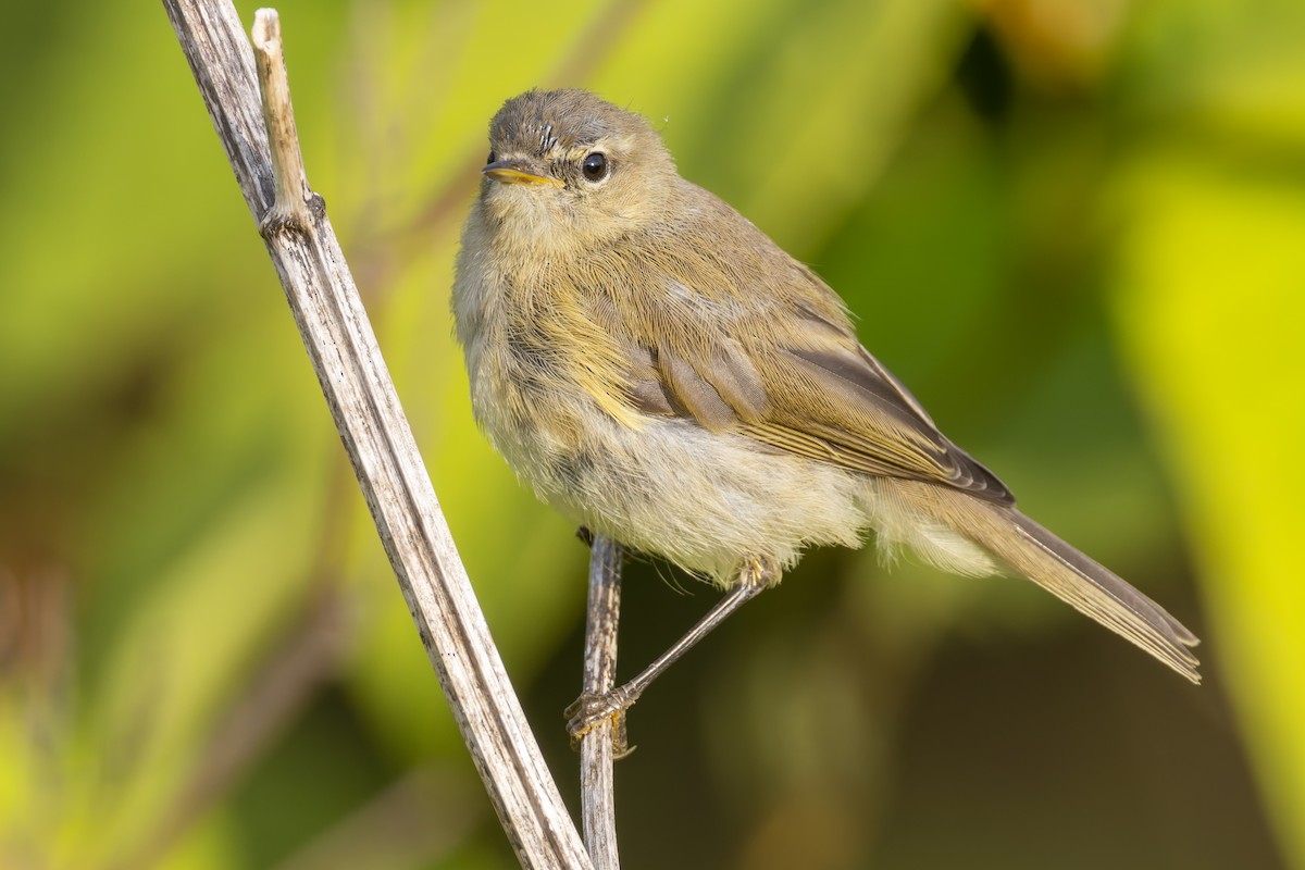 Common Chiffchaff - ML639719791
