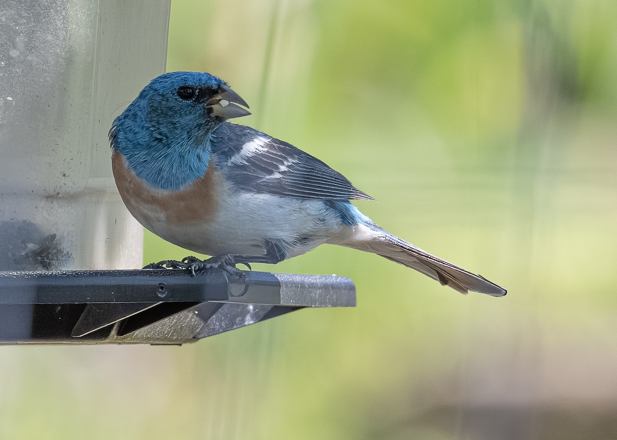 Lazuli Bunting - ML639719792