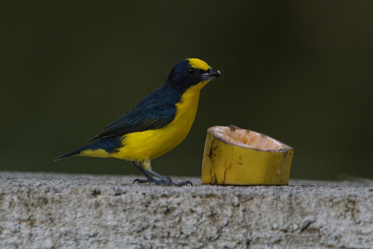 Thick-billed Euphonia - ML639719817
