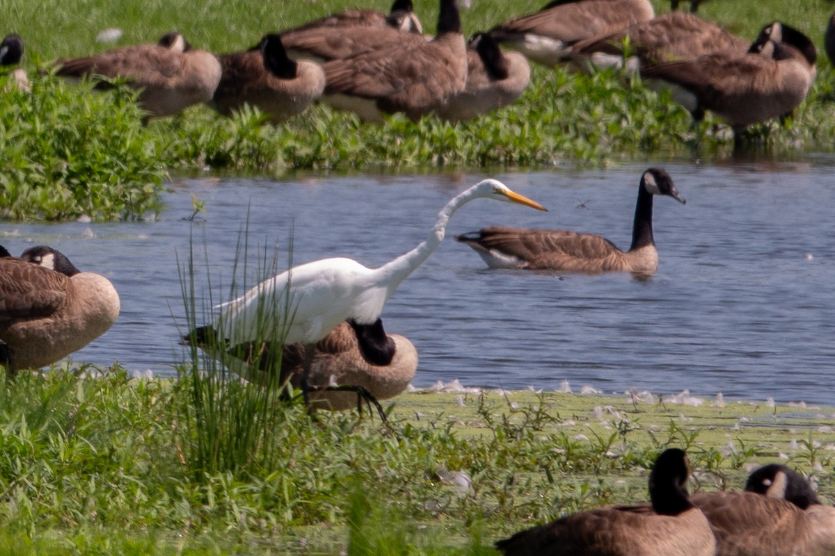 volavka bílá - ML639719853