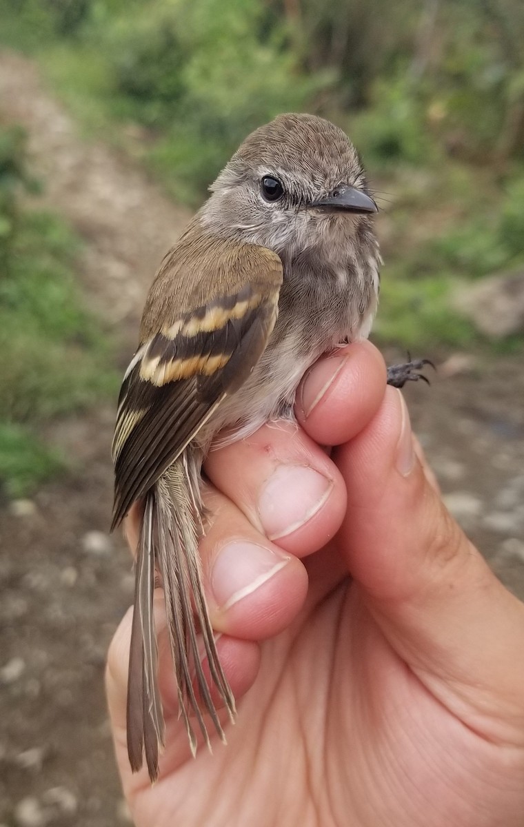 Mouse-gray Flycatcher - ML639719859
