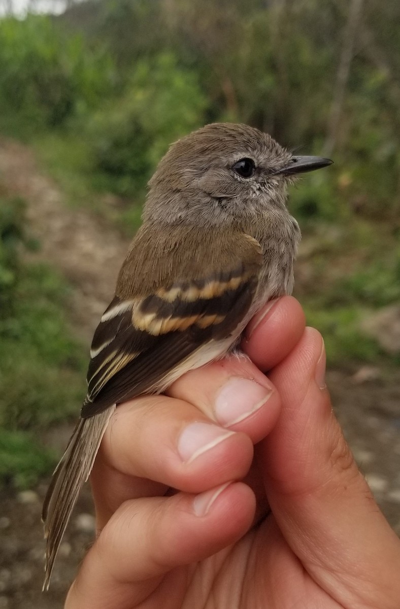 Mouse-gray Flycatcher - ML639719860