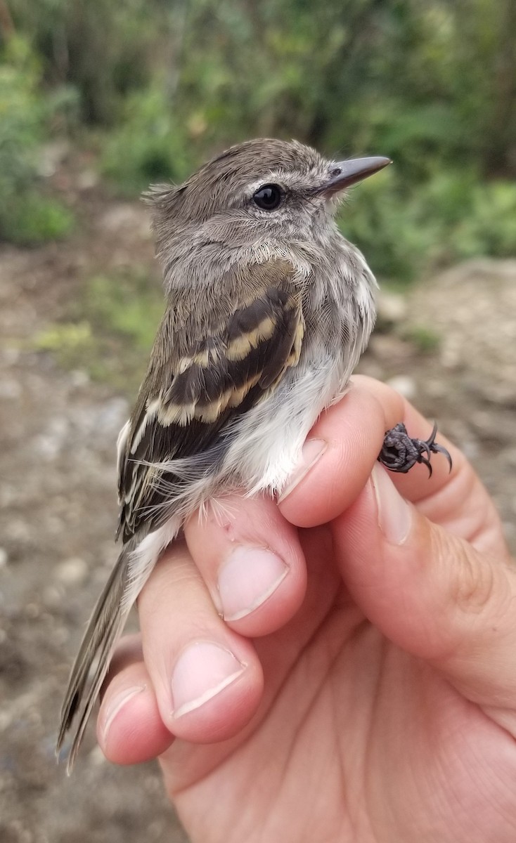 Mouse-gray Flycatcher - ML639719864