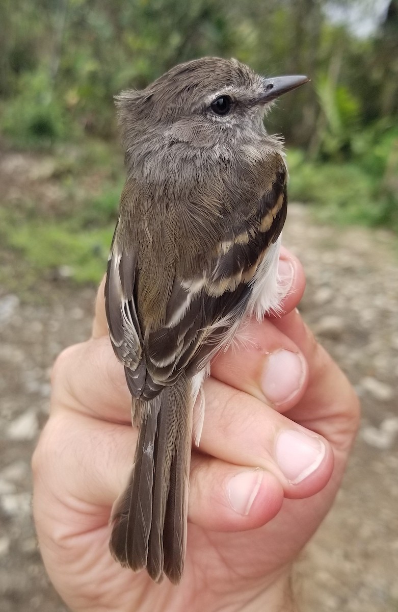 Mouse-gray Flycatcher - ML639719865