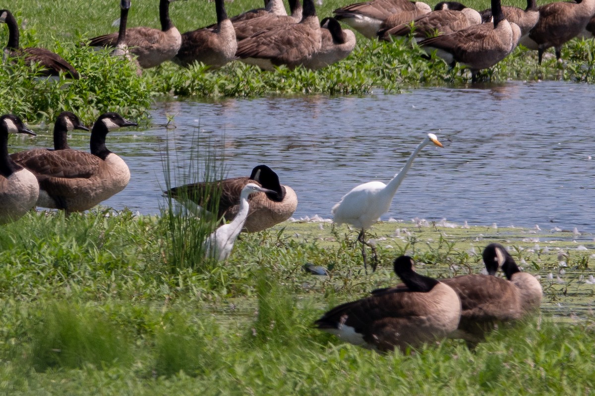 volavka modrošedá - ML639720021