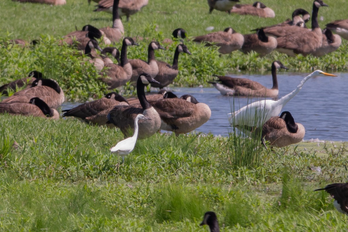 volavka modrošedá - ML639720022